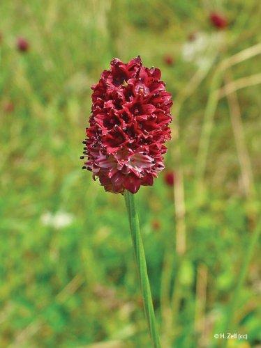 Sanguisorba officinalis