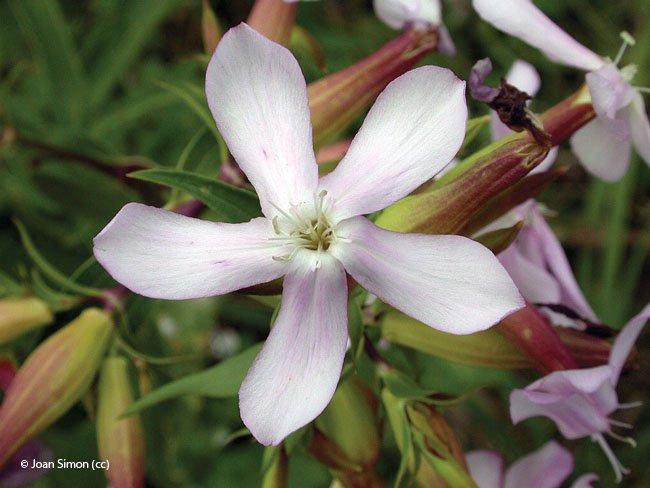 Saponaria officinalis