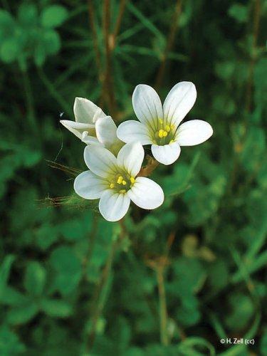 Saxifraga granulata