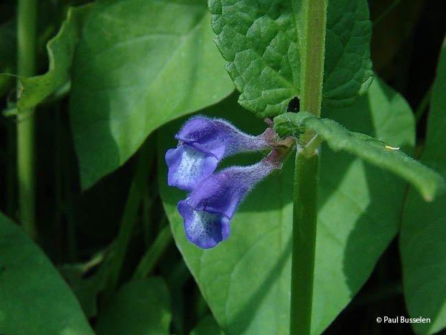 Scutellaria galericulata