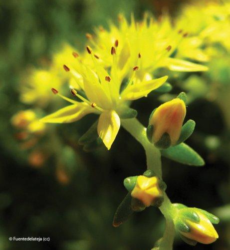 Sedum acre