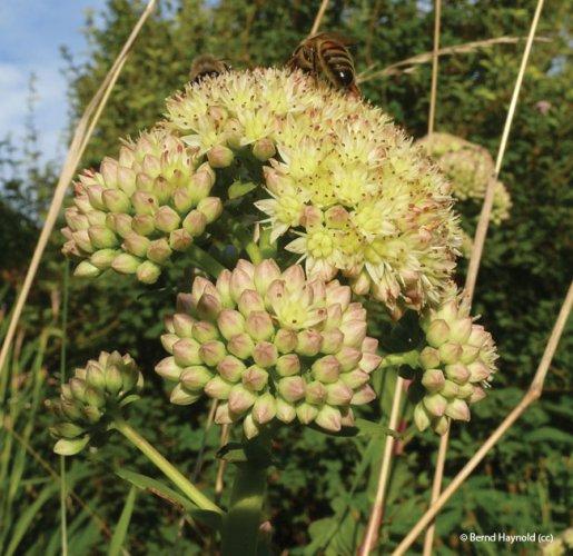 Sedum telephium