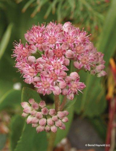 Sedum telephium