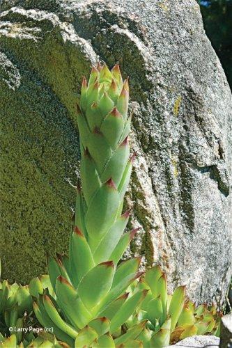 Sempervivum tectorum