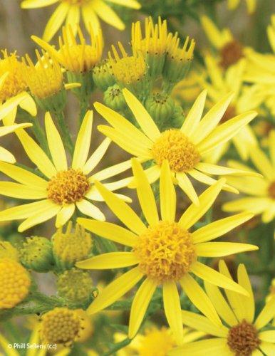 Senecio jacobaea