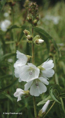 Sidalcea candida