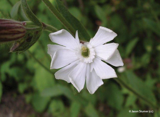 Silene latifolia subsp. alba