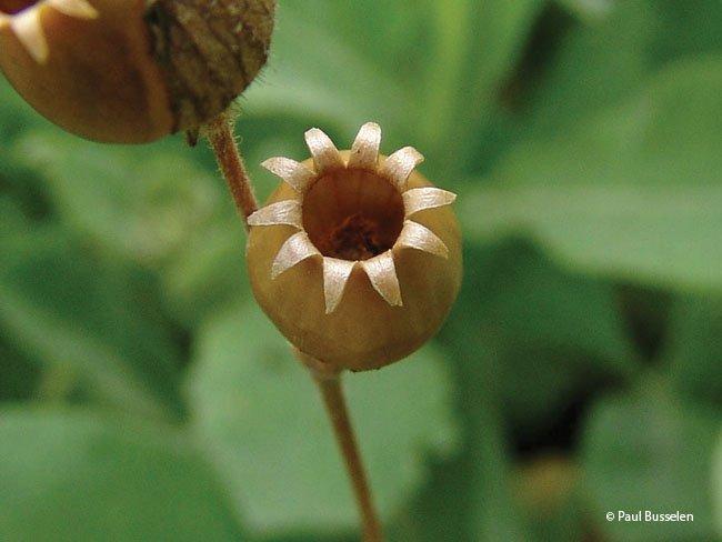 Silene latifolia subsp. alba