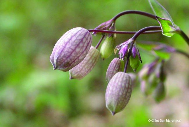 Silene nutans