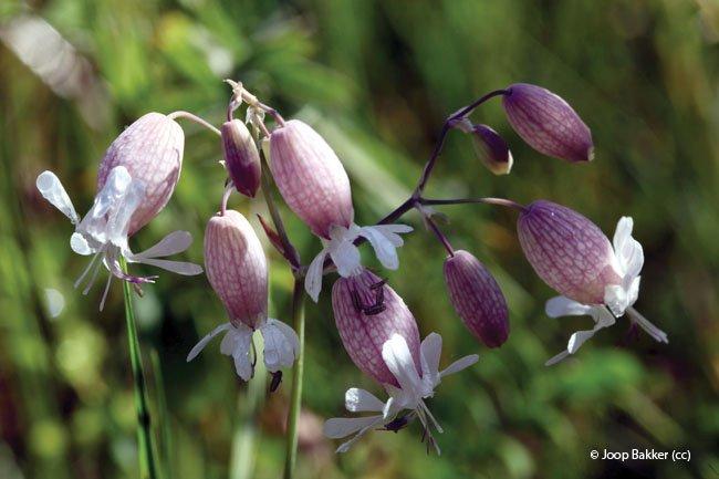 Silene vulgaris