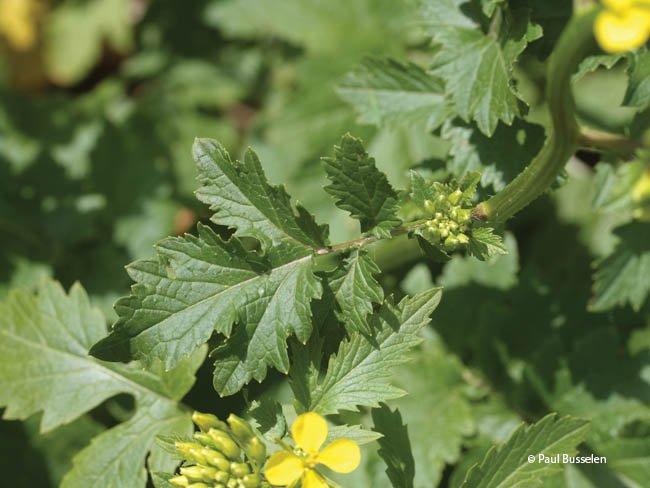 Sinapis alba