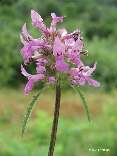 Stachys officinalis