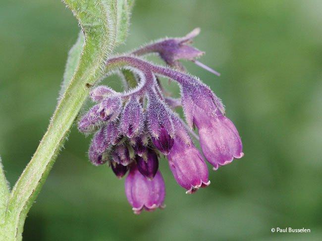 Symphytum officinale