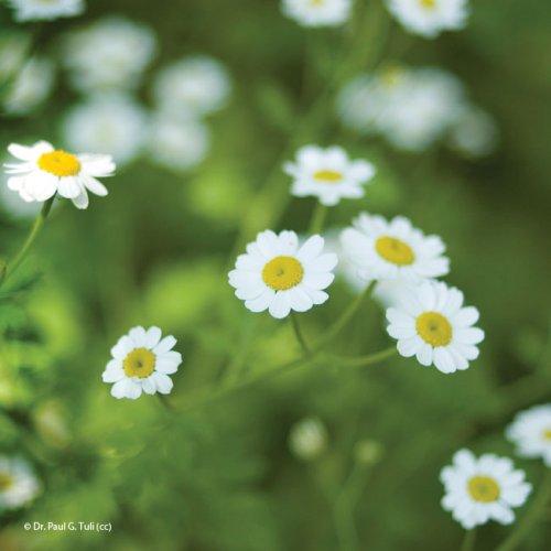 Tanacetum parthenium