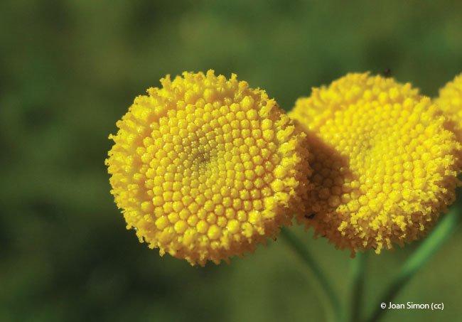 Tanacetum vulgare