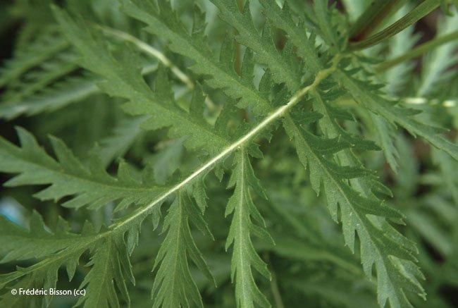 Tanacetum vulgare
