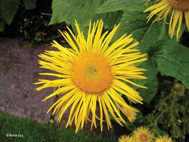 Telekia speciosa