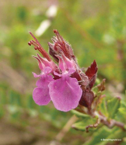 Teucrium chamaedrys