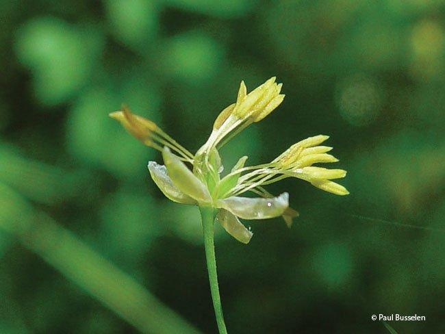 Thalictrum minus