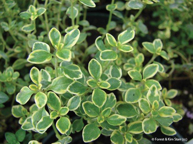 Thymus citriodorus