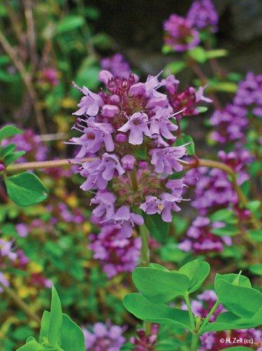 Thymus serpyllum