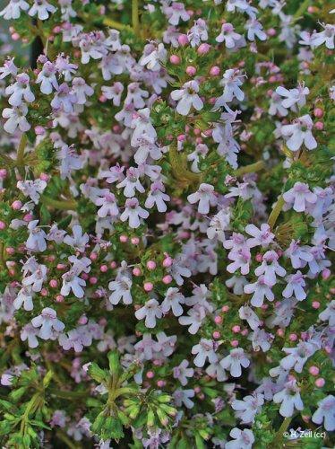 Thymus vulgaris