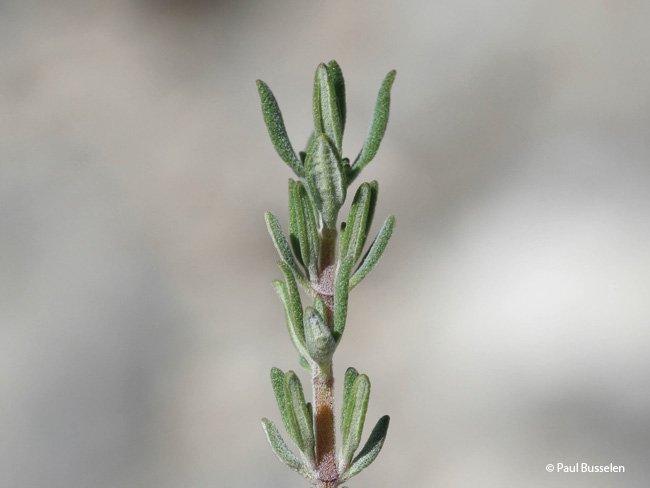 Thymus vulgaris