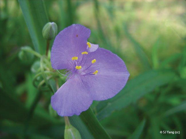 Tradescantia