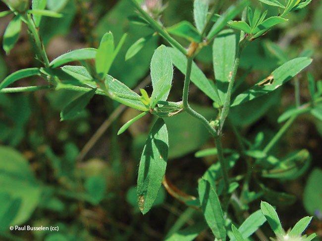 Trifolium arvense