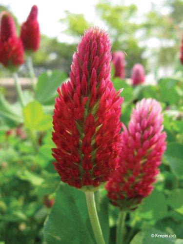 Trifolium incarnatum