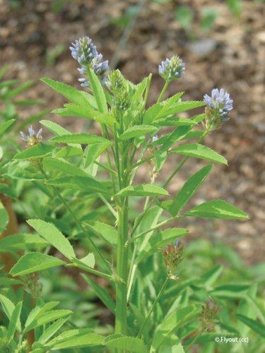 Trigonella coerulea