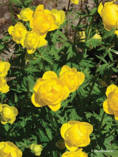 Trollius europaeus