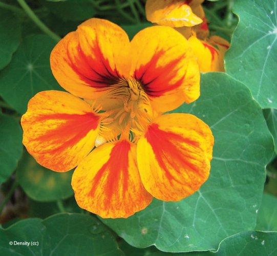 Tropaeolum majus