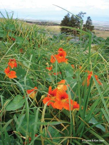 tropaeolum majus