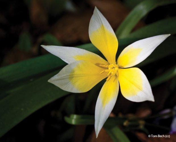Tulipa tarda