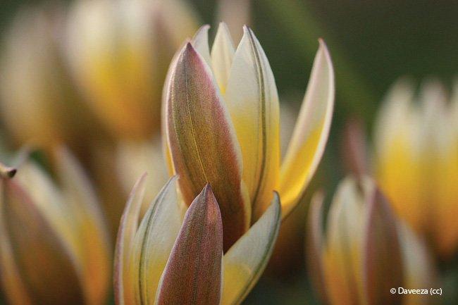 Tulipa tarda