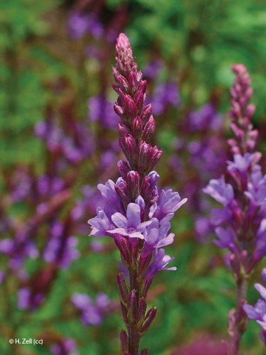 Verbena hastata