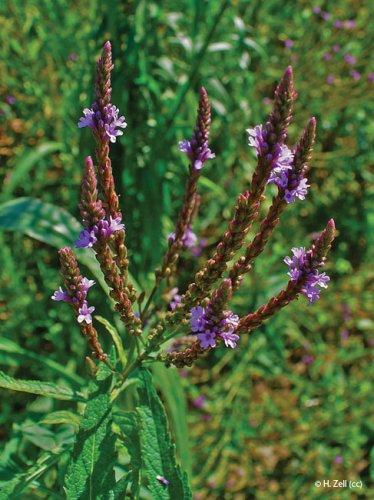 Verbena hastata