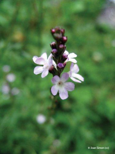 Verbena officinalis