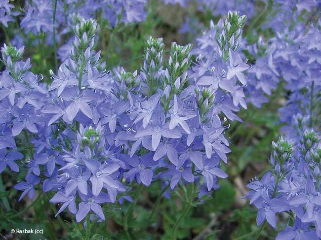 Veronica austriaca subsp. teucrium