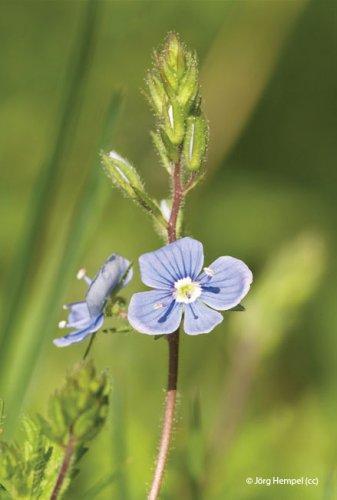 Veronica chamaedrys
