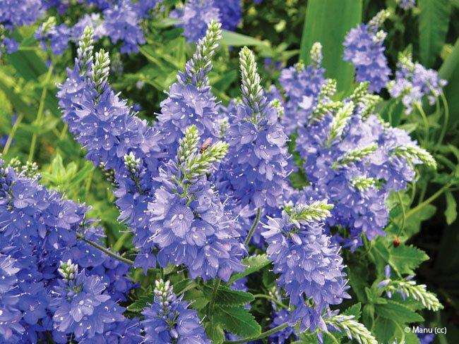 Veronica prostrata