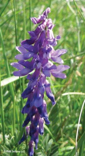 Vicia cracca