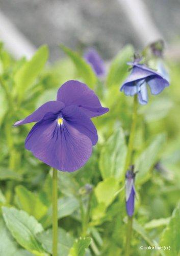 Viola cornuta