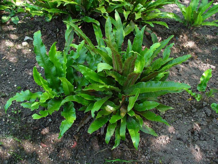 Asplenium scolopendrium