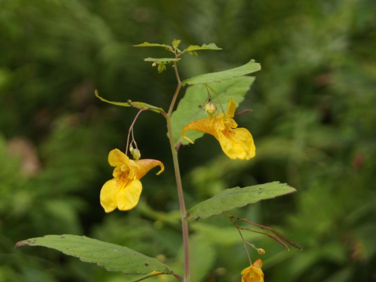 Impatiens noli-tangere