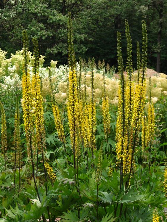 Ligularia przewalskii