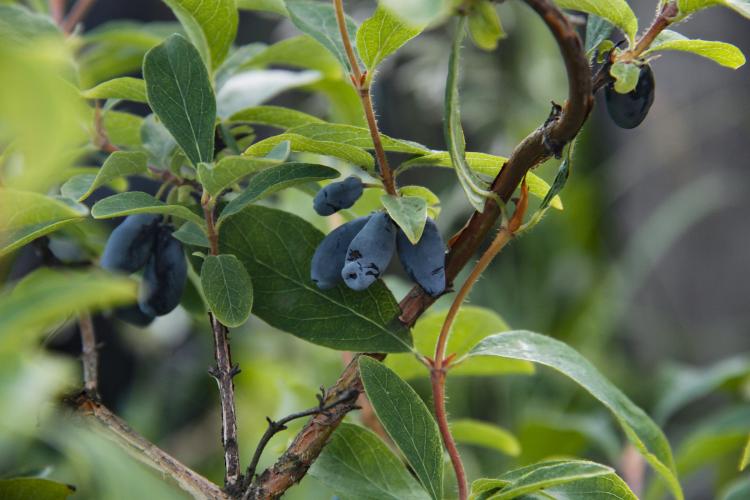 Lonicera caerulea