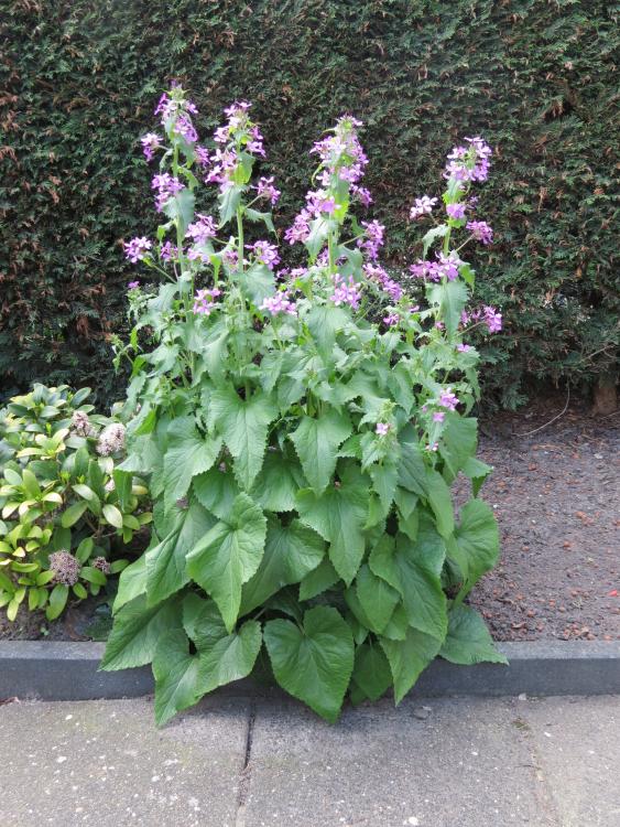 Lunaria annua