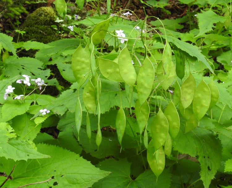 Lunaria rediviva